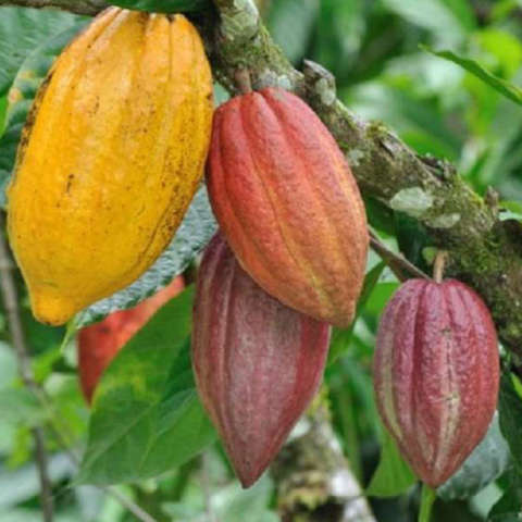 Cây cacao Việt Nam